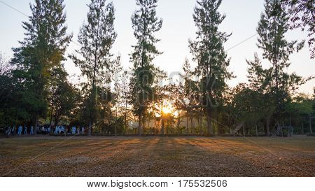 Summer Landscape At Sunrise. Pine Trees Growing In A Field And Sky In The Rays Of The Setting Sun