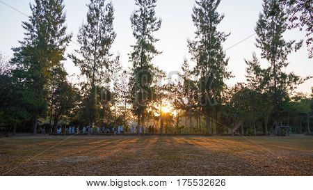 Summer Landscape At Sunrise. Pine Trees Growing In A Field And Sky In The Rays Of The Setting Sun