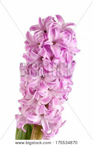 Lilac hyacinth flower isolated on white background.