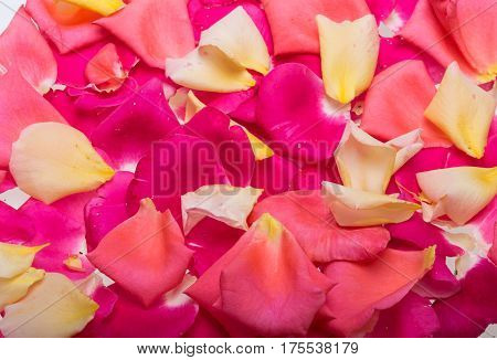 Petals of Pink and Yellow Roses Flowers. Background