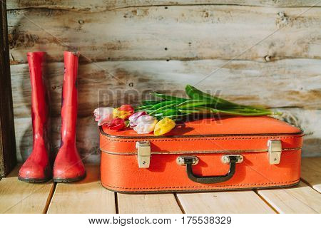 tulips in red suitcase. woden background .