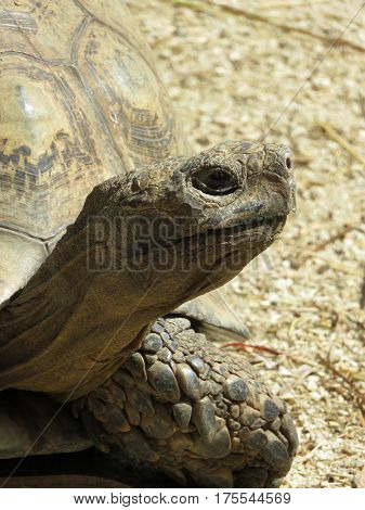 Close Up of a Leopard Tortoise (Geochelone pardalis) Vertical with Selective Focus