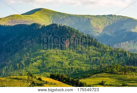 Forest On A Mountain Hillside In Rural Area