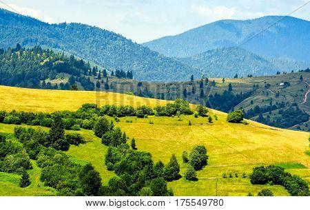 Forest On A Mountain Hillside In Rural Area