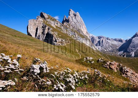 Seceda. Dolomites