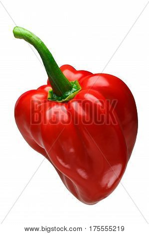 Trinidad Seven Pod Pepper, Path