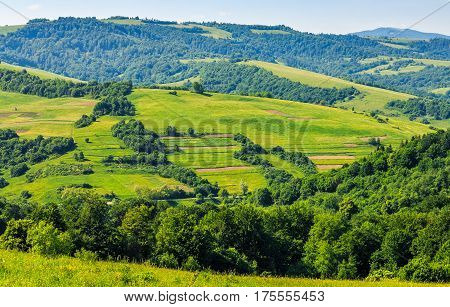 Forest On A Mountain Hillside In Rural Area