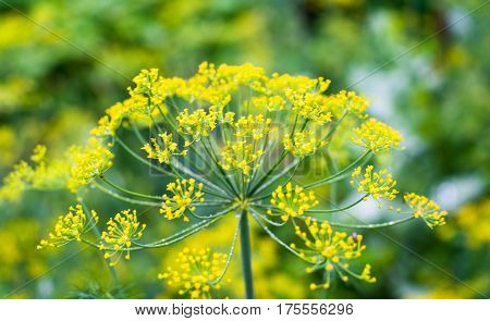 Yellow flowers of dill (Anethum graveolens). Close up.