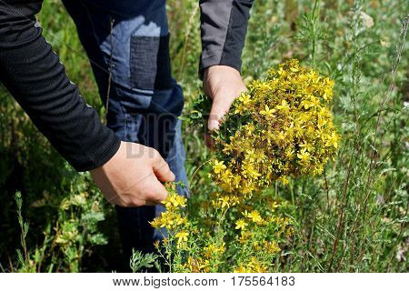 The meadow gathering herbs. Man on a Sunny day in a meadow picking flowers tutsan.
