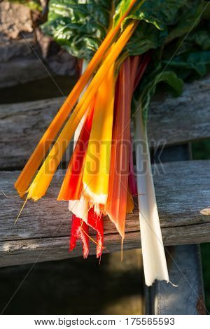 Orange, Red, And White Swiss Chard Stems
