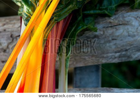 Orange, Red, And White Swiss Chard Stems With Copy Space