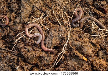 Live earthworms roaming around pile of compost