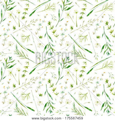 Floral seamless pattern of a meadow herbs and flowers.  Spike and timothy grass. Watercolor hand drawn illustration.