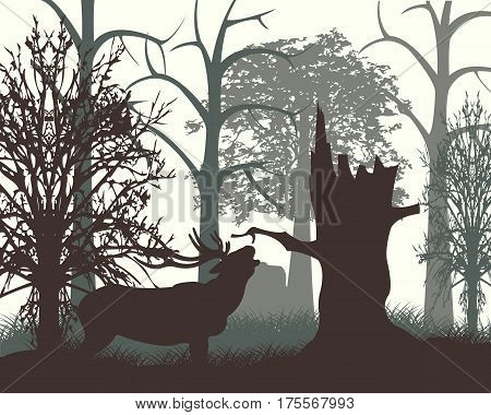 Wood in matutinal mist and animal deer