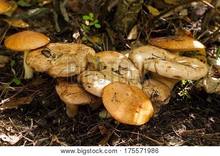 Edible Mushrooms Paxillus Involutus Growing In Forest.