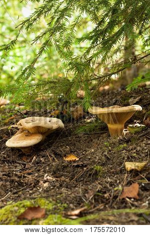 Edible Mushrooms Paxillus Involutus Growing In Forest.