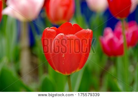 Beautiful blooming red tulip in the garden