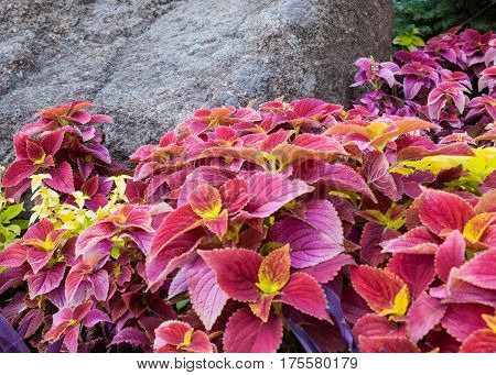 Coleus in the flowerbed near the big stone.