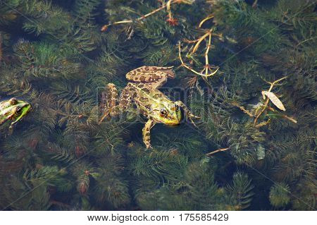 Frog In The Pond