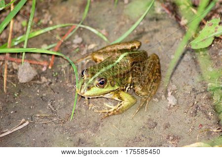 Frog In Grass