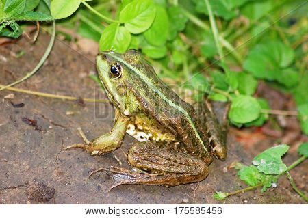 Frog In Grass