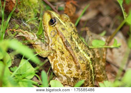Frog In Grass