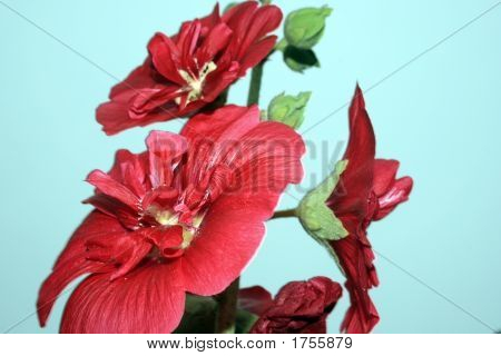 Flor de amapola roja brillante