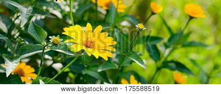 Heliopsis Helianthoides, Yellow Flowers