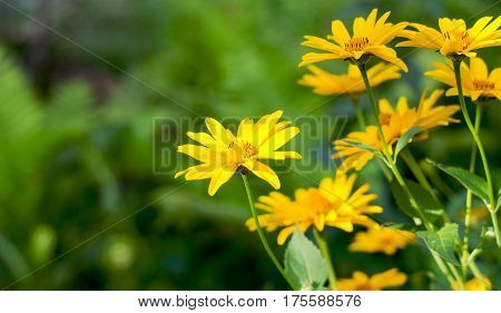Heliopsis Helianthoides, Yellow Flowers