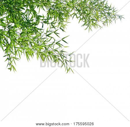 Branches of a bamboo isolated on white background. Selective focus