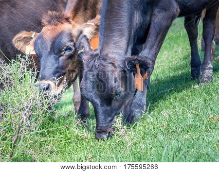 Cows grazing on soft green grass close up