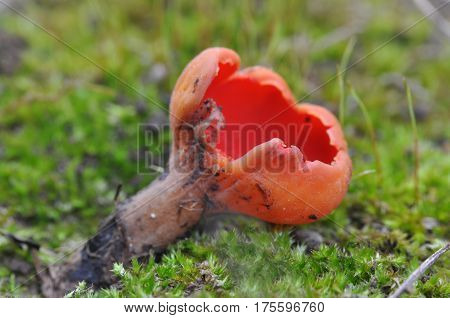 Scarlet Elf cup Mushroom (Sarcoscypha austriaca) growing in early spring