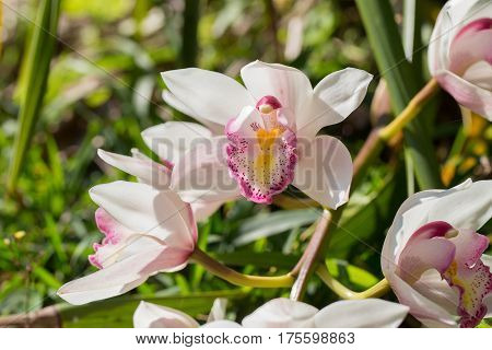 Chinese ground orchid flower blooming and leaf