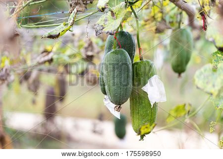 Luffa gourd plant in garden luffa cylindrica