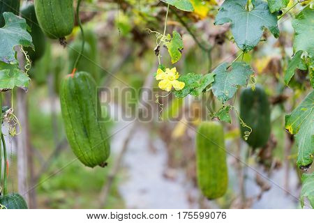 Luffa gourd plant in garden luffa cylindrica
