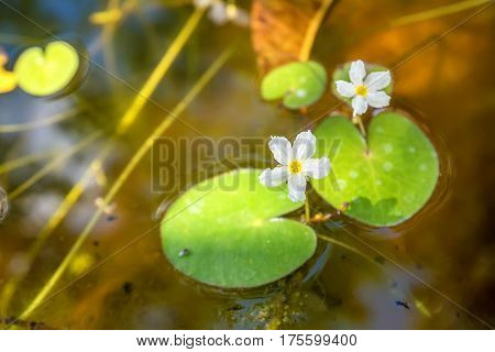 Nymphoides hydrophylla known as crestad floating heart or water snowflake
