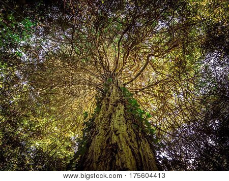 Huge ancient tree. bottom view in shadow