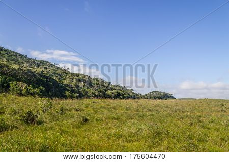 Fortaleza Canyon Vegetation