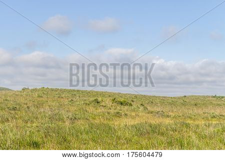 Fortaleza Canyon Vegetation
