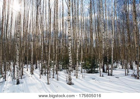 forest, birch, spring, white, panorama, landscape, panoramic, trees, tree, grove, nature, bark, bright, beautiful, trunk, reserve, black, background, trunks, natural, outdoor, nobody, wood, winter, park, vertical, branch, rural, scenic, tranquil, scenery,