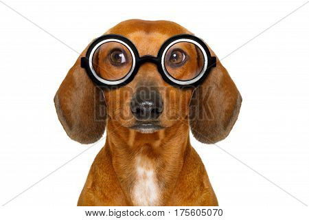Dumb Nerd Silly Dachshund