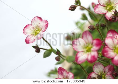 Closeup of white mossy Saxifrage flowers with pink tips. Isolated on white