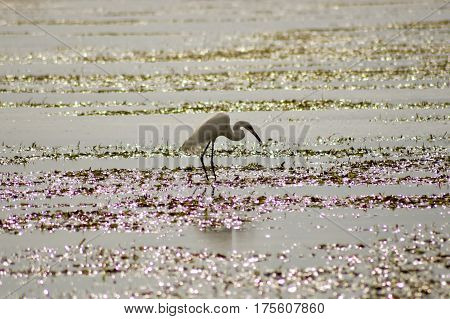 Great white egret with sand-worm fishing on the sandy beach of Bamburi near Mombasa in Kenya