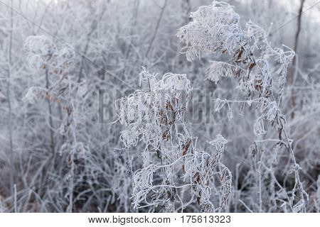 branch covered by hoarfrost on a background of snowy bushes, winter fairytale, background, abstract, natural pattern