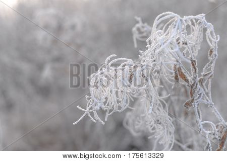Branch with leaves covered by hoarfrost on a snowy background. Frosty background with copy space. White texture. Abstract snowy scene, natural pattern.