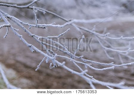 branches closeup covered with hoarfrost on a background of frozen ground without snow.  Early frosts. Frost texture. Freezing cold.