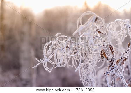 Branch with leaves covered by hoarfrost on a snowy background. Frosty morning. Freezing weather. Background, abstract, natural pattern. color gradient