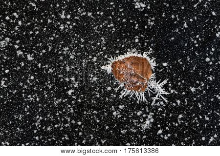 Dead standalone leaf macro covered with frost over black ice background with snowy stars. Black ice with snow texture. Frost texture.