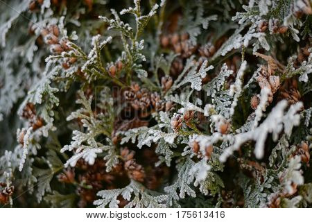 Ever green branches of thuja with burgeons covered with frost. Frozen background.