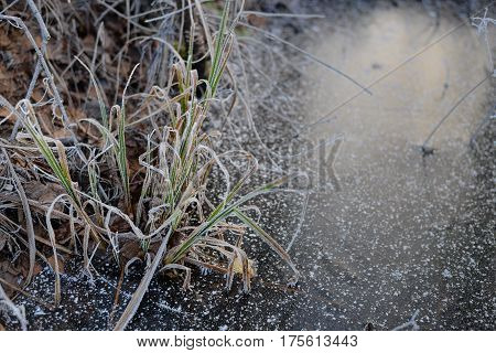 Frosty landscape with hoarfrost on grass on the shore of frozen pond. Copy space. Freezing weather.